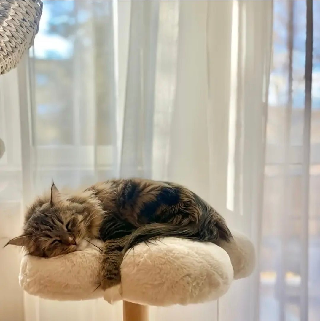 Arbre à Chat XXL Design Zen Hamac Spacecraft Naturel et Blanc - PawTech Premium